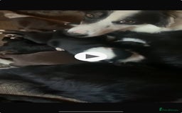 Border Collie dogs for sale: Border Collies £550 Clitheroe - Image 3