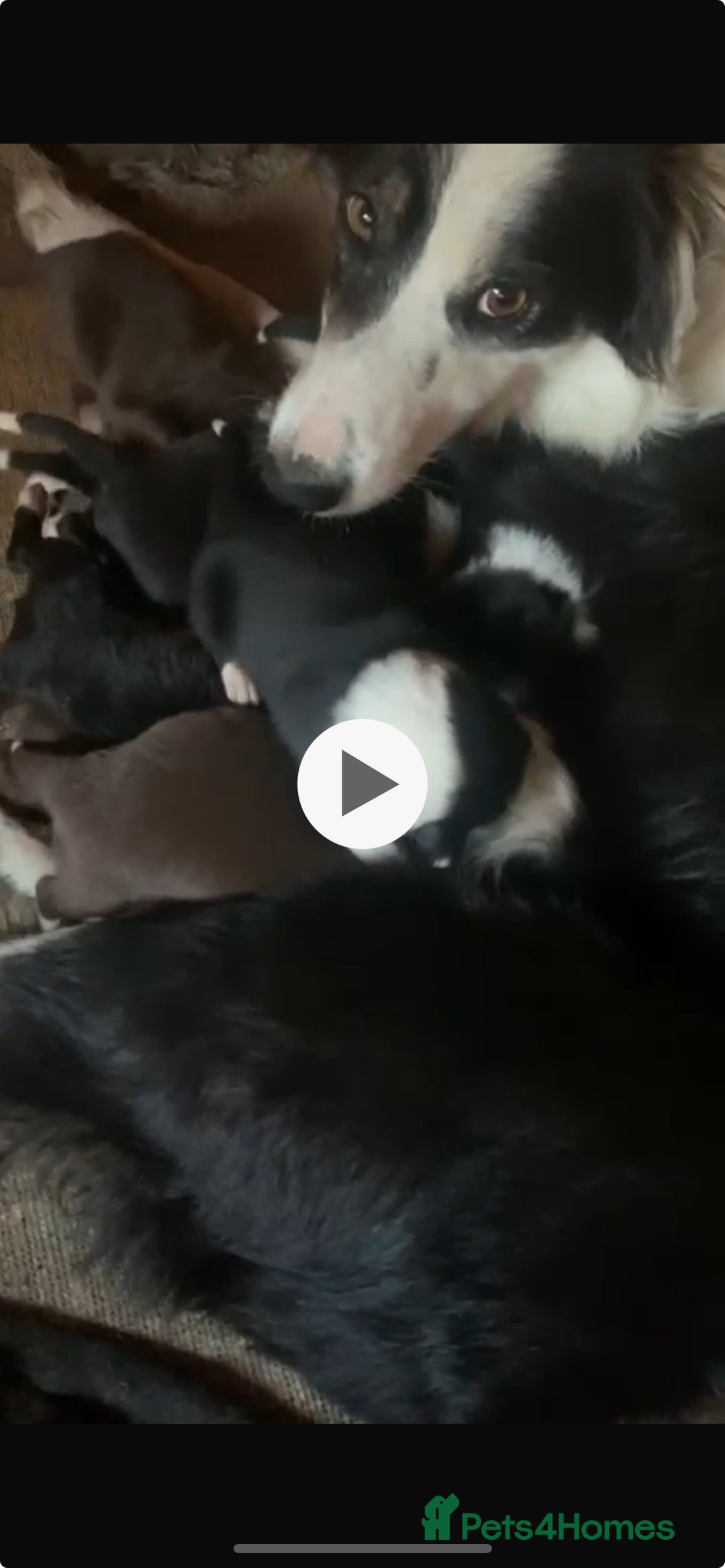 Border Collie dogs for sale: Border Collies £550 Clitheroe - Image 3