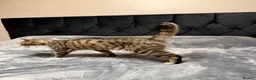 Toyger cats for sale: Beautiful Female Tabby Cat – Loving & Playful - Advert 4