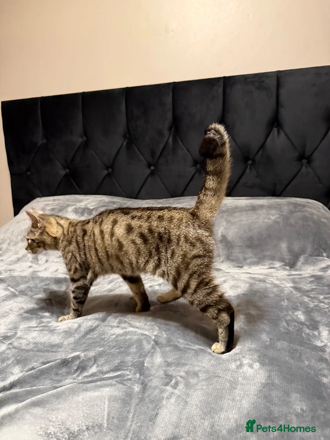 Toyger cats for sale: Beautiful Female Tabby Cat – Loving & Playful - Advert 4