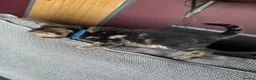 Mixed Breed cats for sale: Adorable Kittens Looking for Their Forever Home - Advert 11