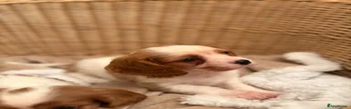 Cavalier King Charles Spaniel 1