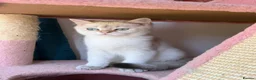 British Shorthair cats for sale: Gorgeous Golden & white British shorthair kitten - Advert 9