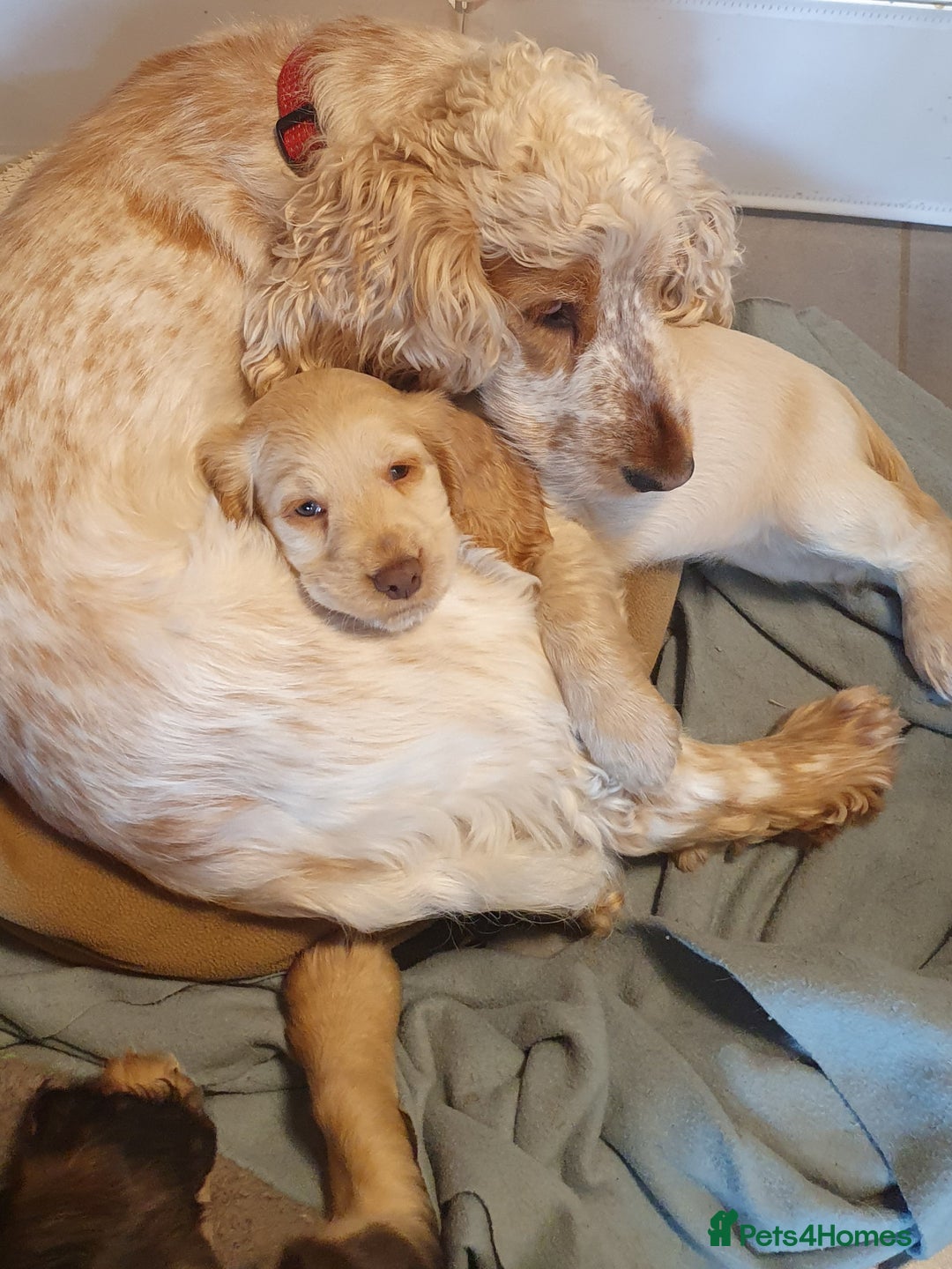 Cocker Spaniel dogs for sale: Cocker Spaniel Puppies - Image 3