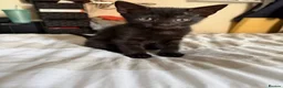 Mixed Breed cats for sale: Beautiful kittens  in Manchester - Advert 4