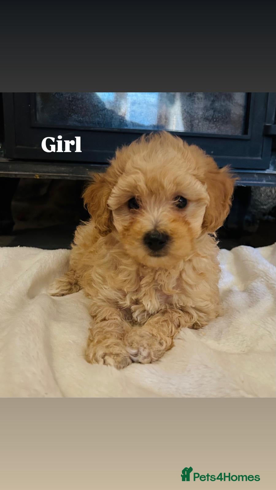 Poochon dogs Beautiful F1 Poochon puppies - Advert 17