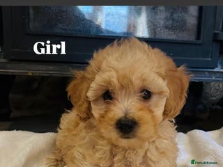 Poochon dogs Beautiful F1 Poochon puppies - Advert 17