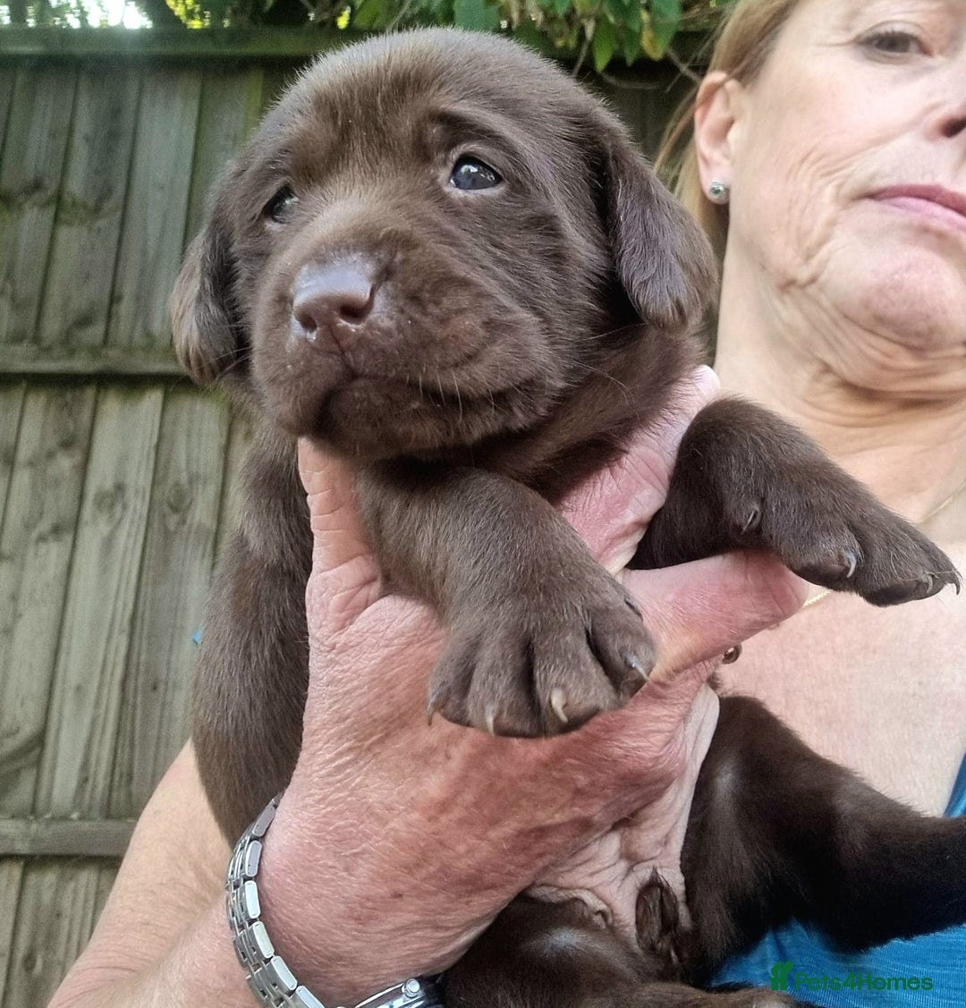 Labrador Retriever dogs for sale: Beautiful Chocolate Labrador Puppies. - Image 11