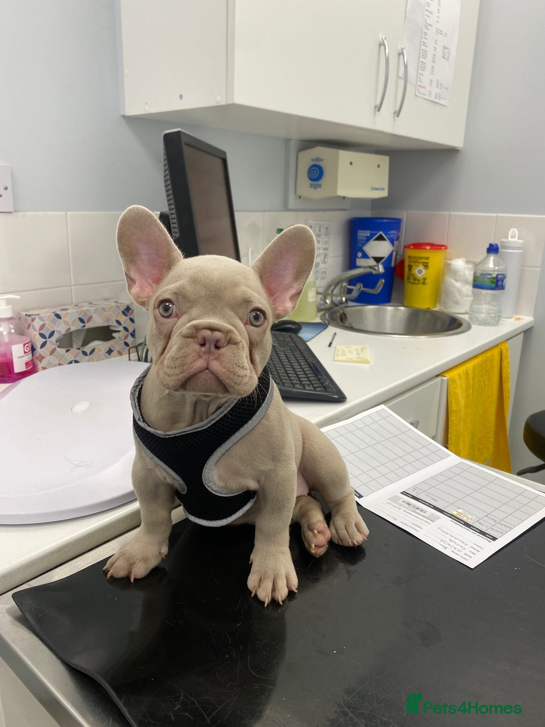 French Bulldog dogs for sale: New Shade Isabella Female French Bulldog  - Advert 3