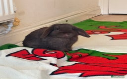 Mini Lop rabbits for sale: 1 year old male mini lop for sale - Image 2