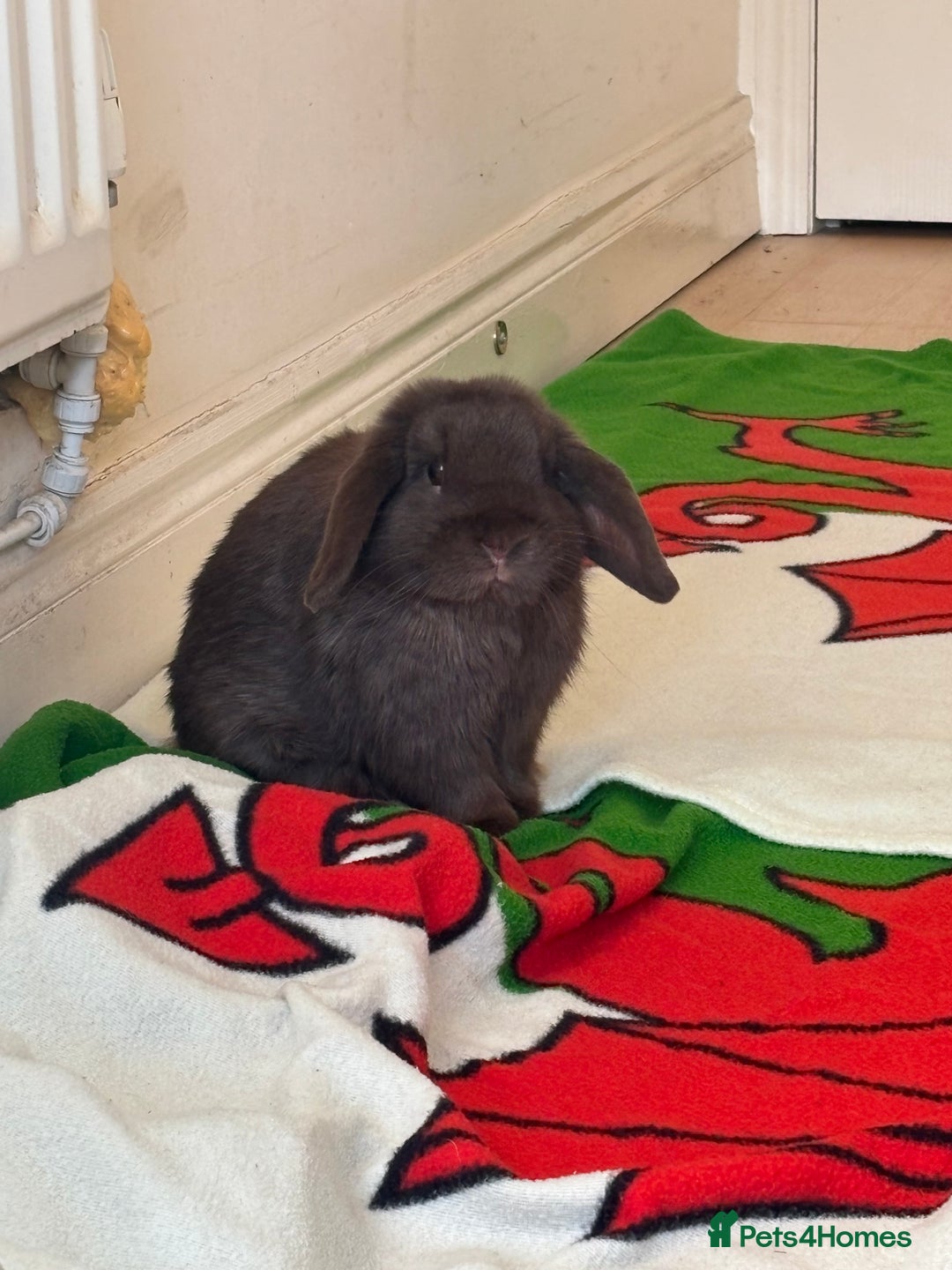 Mini Lop rabbits for sale: 1 year old male mini lop for sale - Image 2