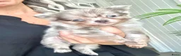 Pomeranian dogs for sale: Tiny beautiful merle Chihuahua cross Pomeranian  - Advert 3