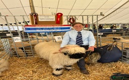 Sheep livestock for sale: 2 Valais Blacknose rams for sale - Image 1