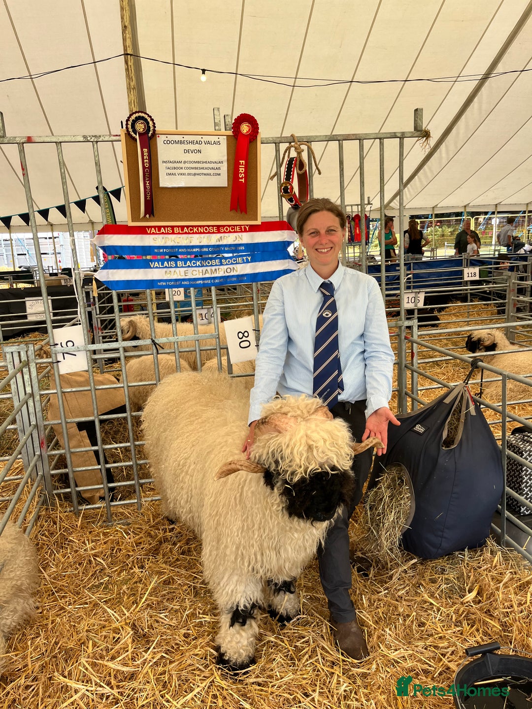 Sheep livestock for sale: 2 Valais Blacknose rams for sale - Image 1