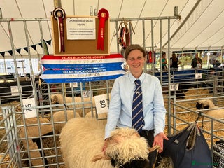 Sheep livestock - Advert 26