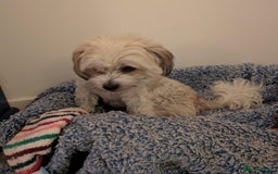 Mixed Breed dogs for adoption: Sweet little Analie - Image 9