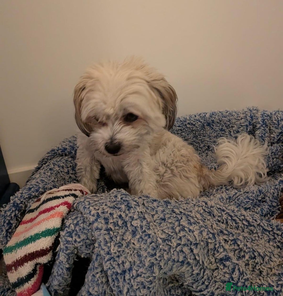 Mixed Breed dogs for adoption: Sweet little Analie - Image 9