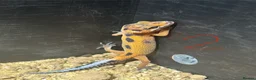 Leopard Gecko reptiles for sale: Leopard geckos for sale    in Rayleigh - Advert 5