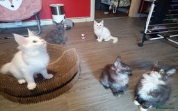 Maine Coon cats for sale: Maine Coon kittens in Manchester  - Image 5