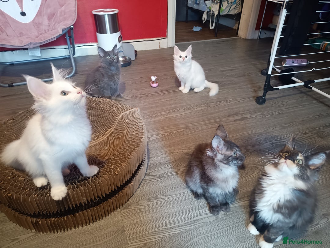 Maine Coon cats for sale: Maine Coon kittens in Manchester  - Image 5