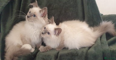 Ragdoll cats - Advert 16