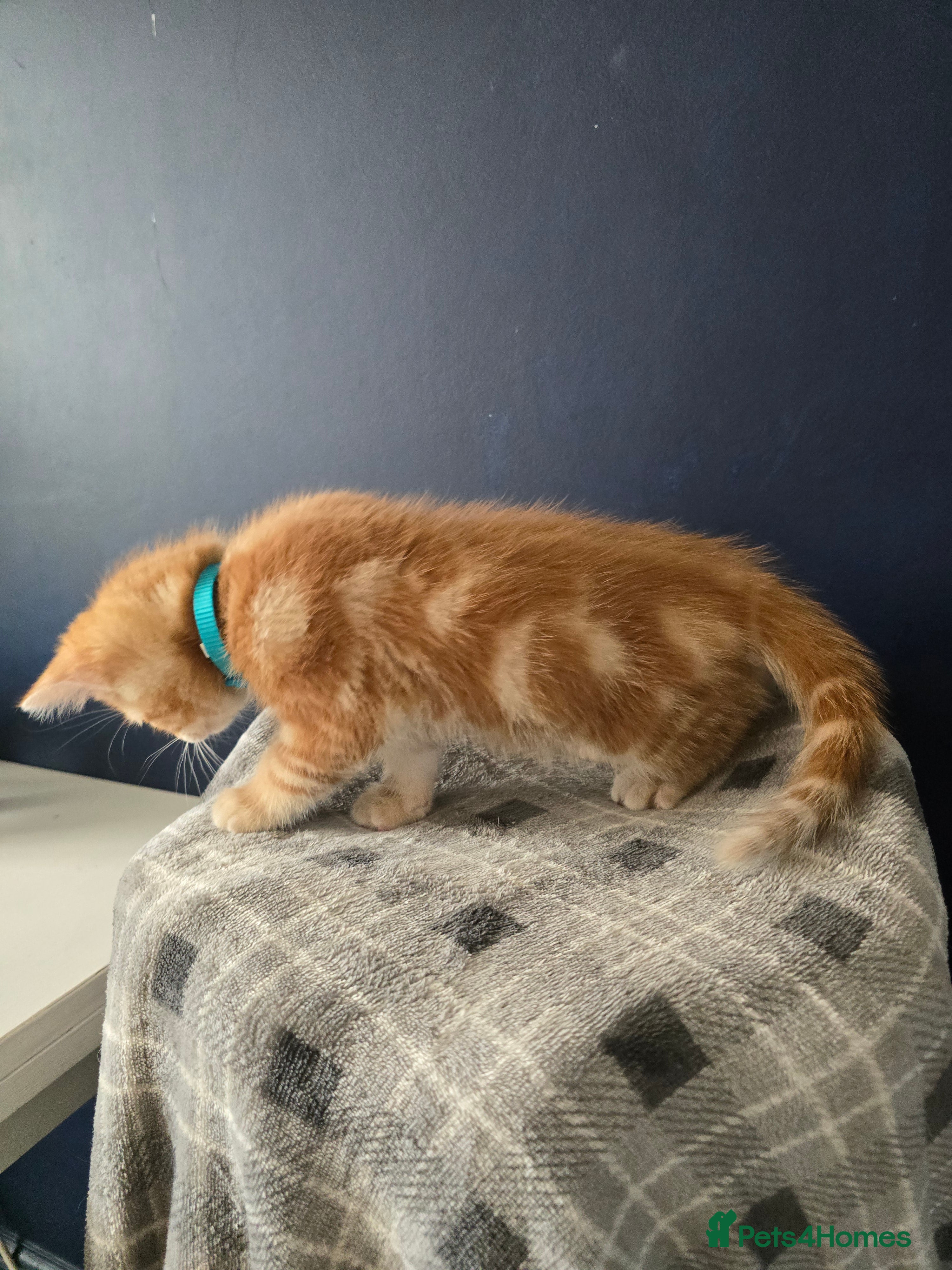 Mixed Breed cats Ready 5kittens raised with dogs and children - Advert 3