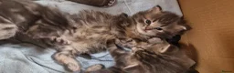 Mixed Breed cats for sale: Barn kittens in Diss - Advert 4