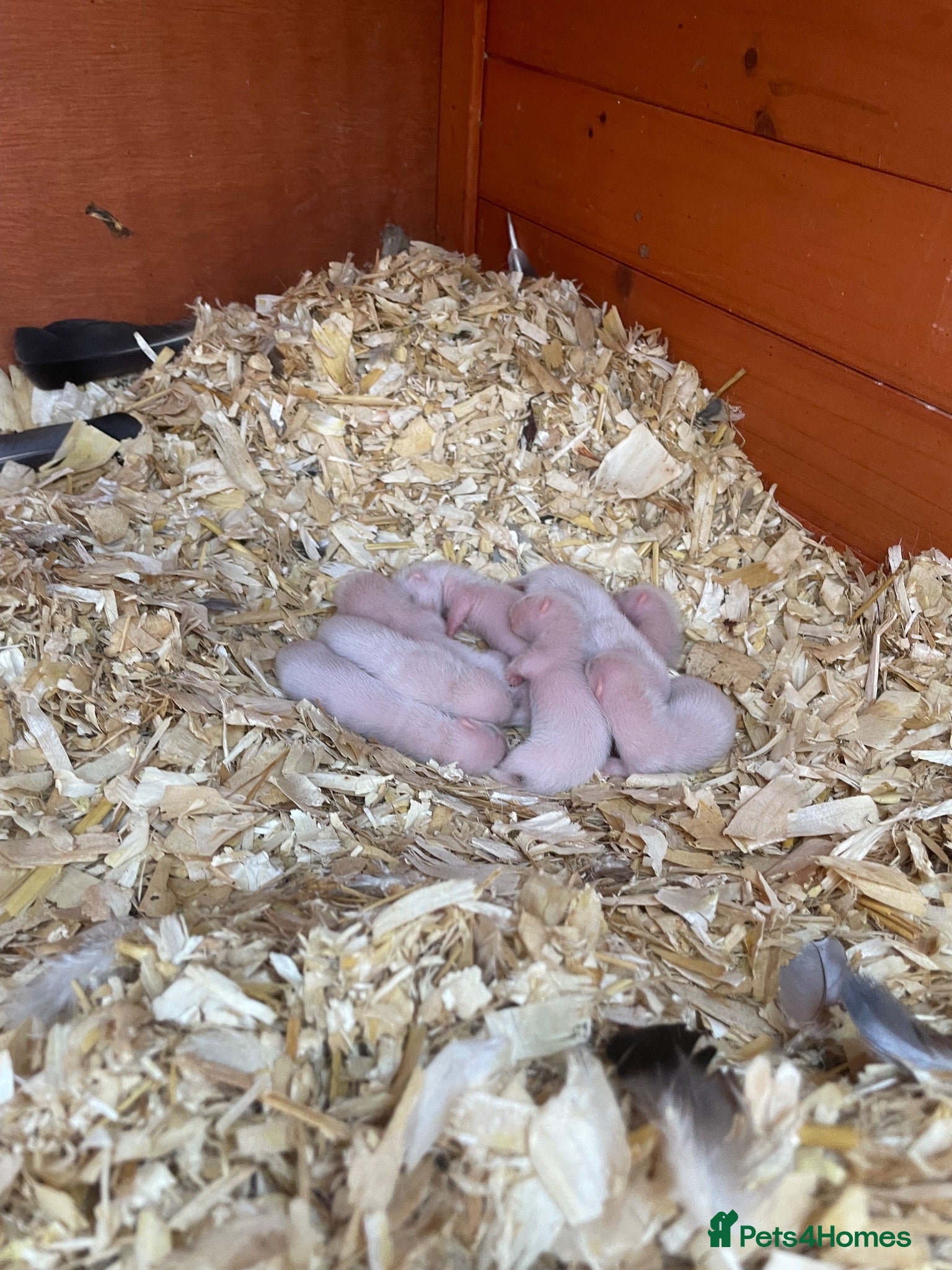 Ferret rodents 6 Standard size Working Ferret’s for sale - Advert 2
