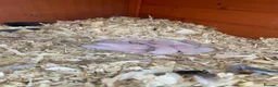 Ferret rodents for sale: 6 Standard size Working Ferret’s for sale - Advert 2
