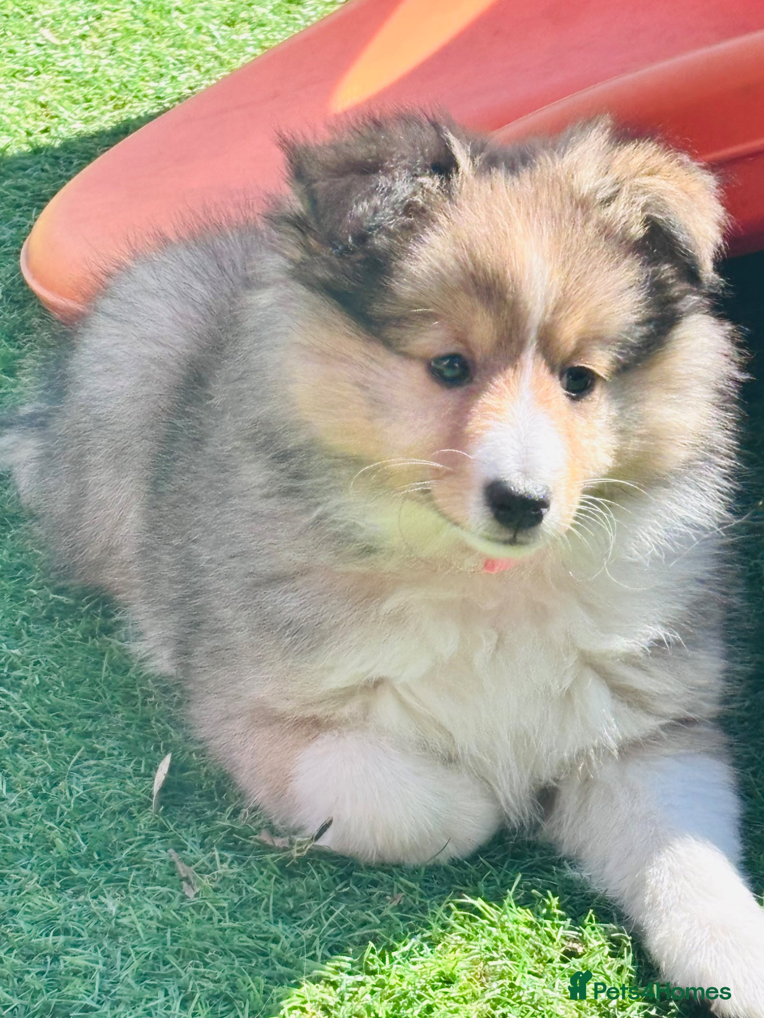 Shetland Sheepdog dogs Beautiful pretty sable and white girl - Advert 1