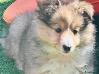 Shetland Sheepdog dogs Beautiful pretty sable and white girl - Advert 1