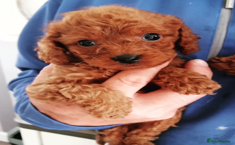 Cavapoo dogs - Advert 6