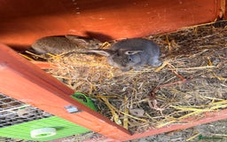 Mini Lop rabbits for sale: All pets together for sale - Advert 1