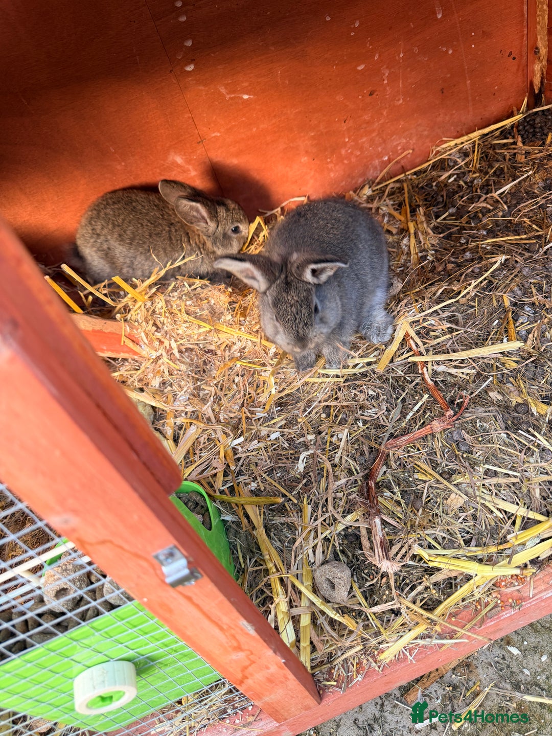 Mini Lop rabbits for sale: All pets together for sale - Advert 1