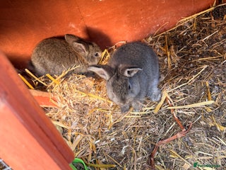 Mini Lop rabbits All pets together for sale - Advert 1