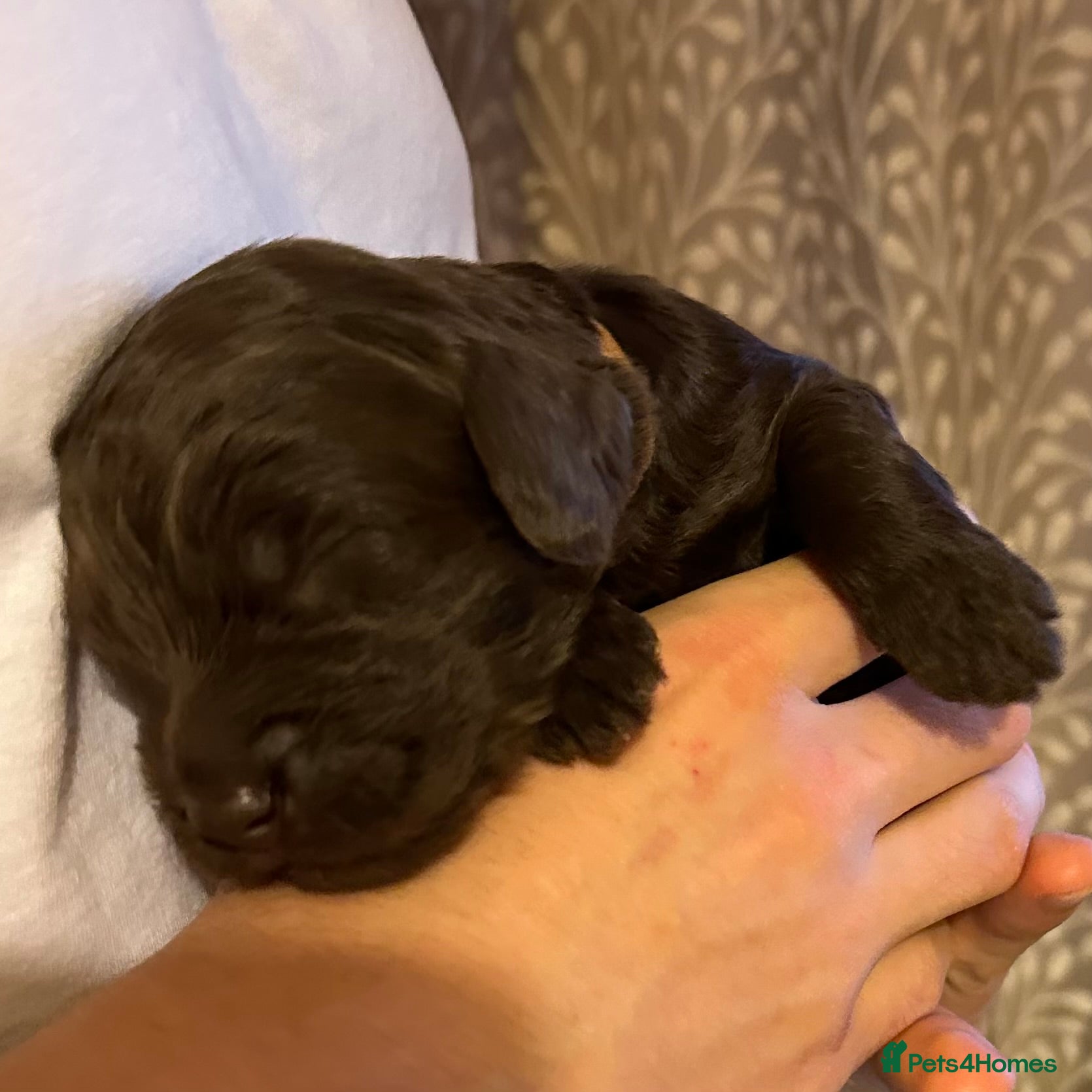 Double Doodle dogs Stunning Standard F3 Labradoodles  - Advert 2