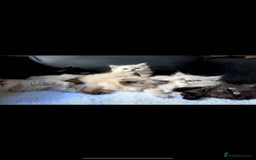 Ragdoll cats for sale: Healthy Kitten Fully Vaccinated Litter Box Trained - Image 8