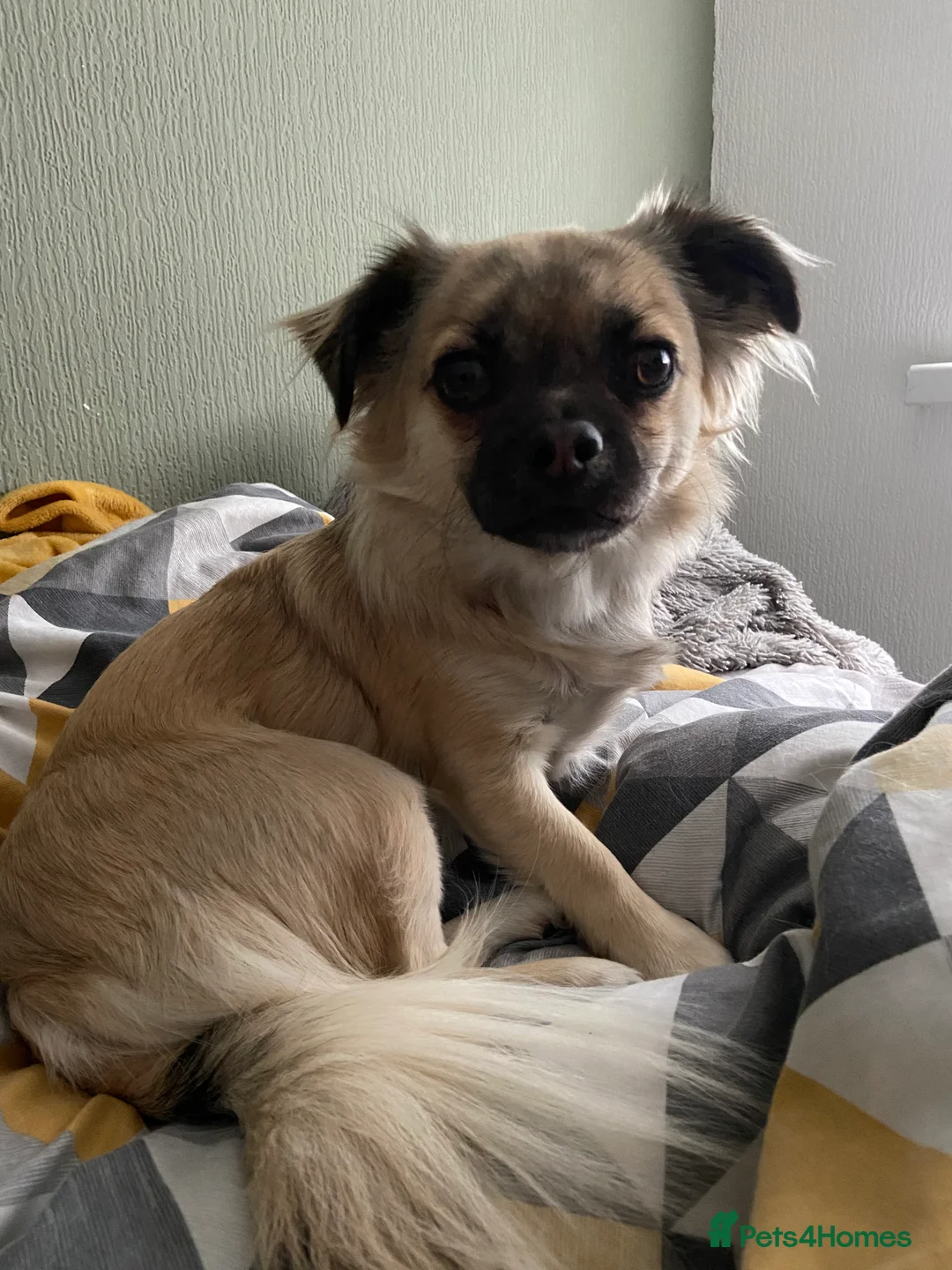 Chug dogs for sale: Chug - Pug Chihuahua Cross - Age Two - Advert 2