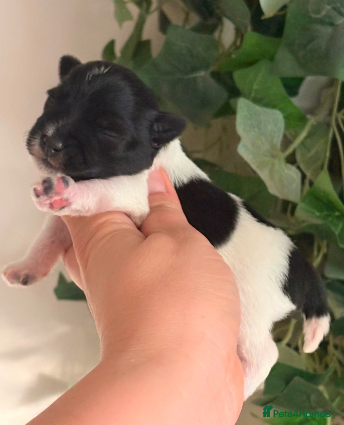 Miniature Schnauzer dogs KC BVA/MAC H/T Parti Miniature Schnauzers  - Advert 9