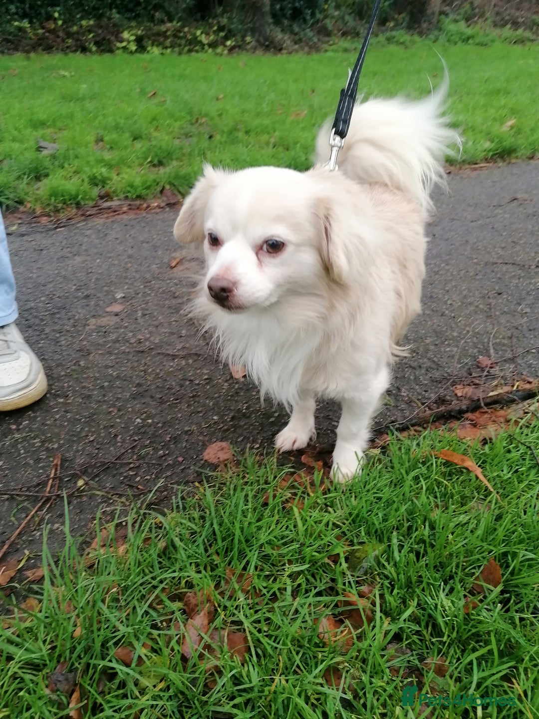 Chihuahua dogs for adoption: 💙🐶 ZEE 🐶💙 - Advert 1