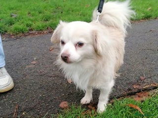 Chihuahua dogs 💙🐶 ZEE 🐶💙 - Advert 1