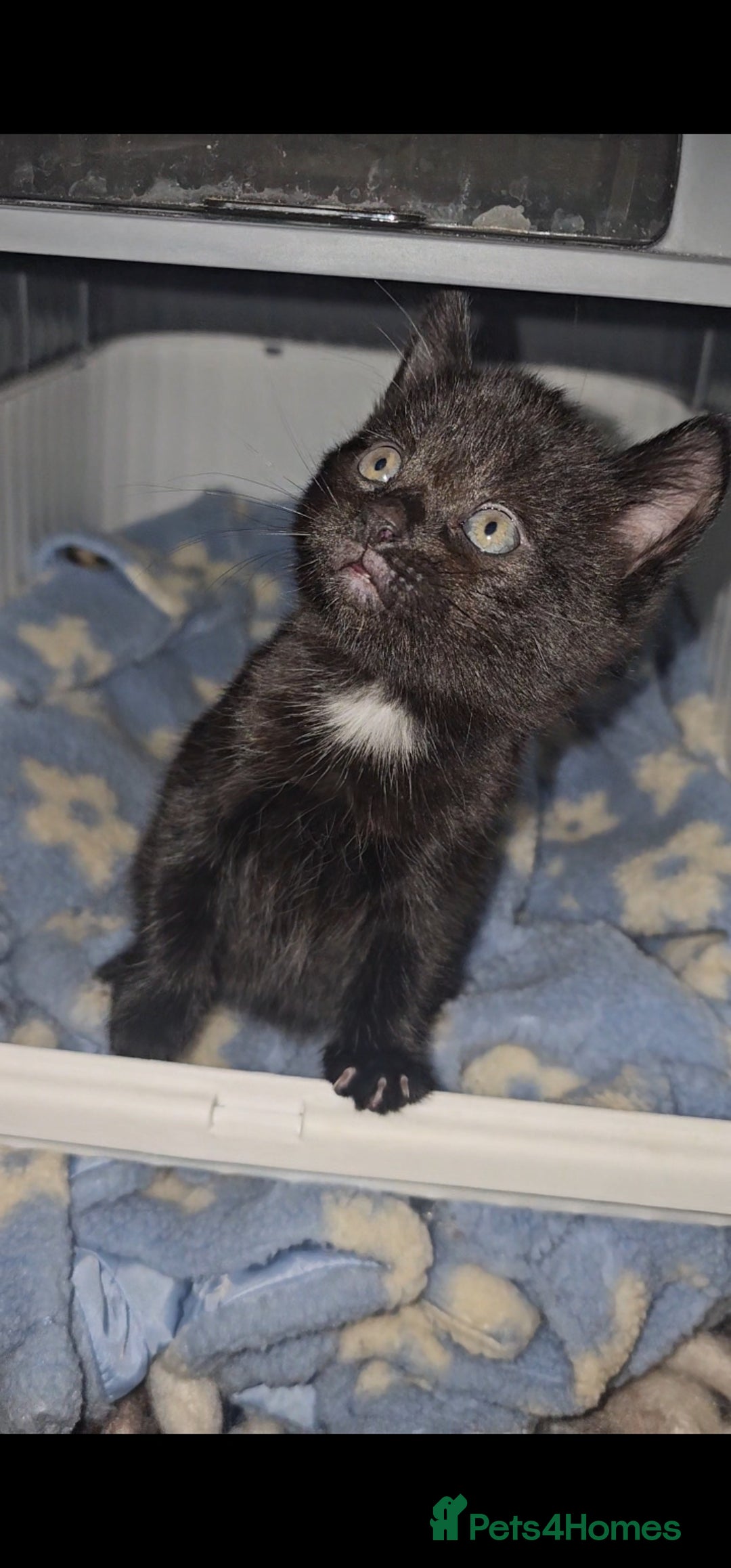 American Curl cats for sale: Amarican Curl Kitten  - Image 7
