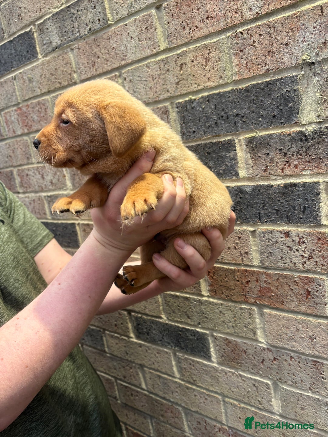 Labrador Retriever dogs for sale: Kc fox red Labrador puppies 4 boys ready to go  - Advert 17