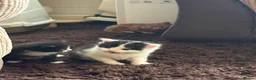 Mixed Breed cats for sale: Beautiful Kittens for forever homes  - Advert 4