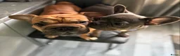 French Bulldog dogs for stud: Stud and bitch for sale  - Advert 9