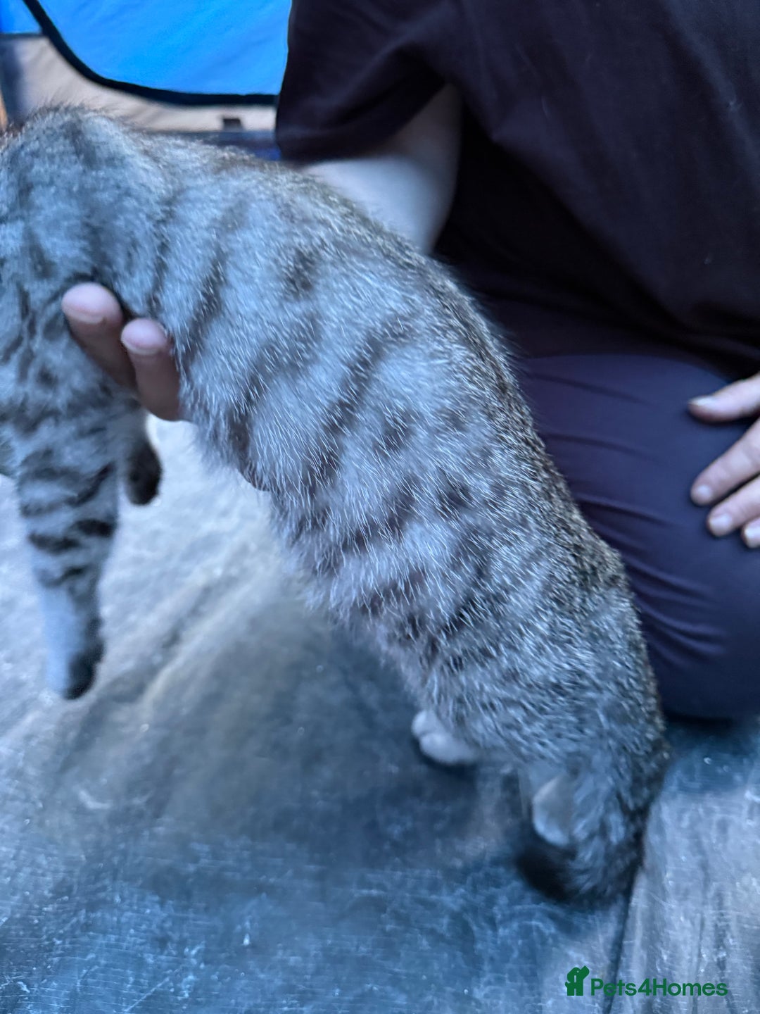 Domestic Shorthair cats for sale: ONLY ONE LEFT 4 gorgeous kittens ready to go - Image 8