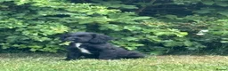 Cocker Spaniel dogs for sale: Strong bold WCS pups Excellent FTCH Pedigree  - Advert 1