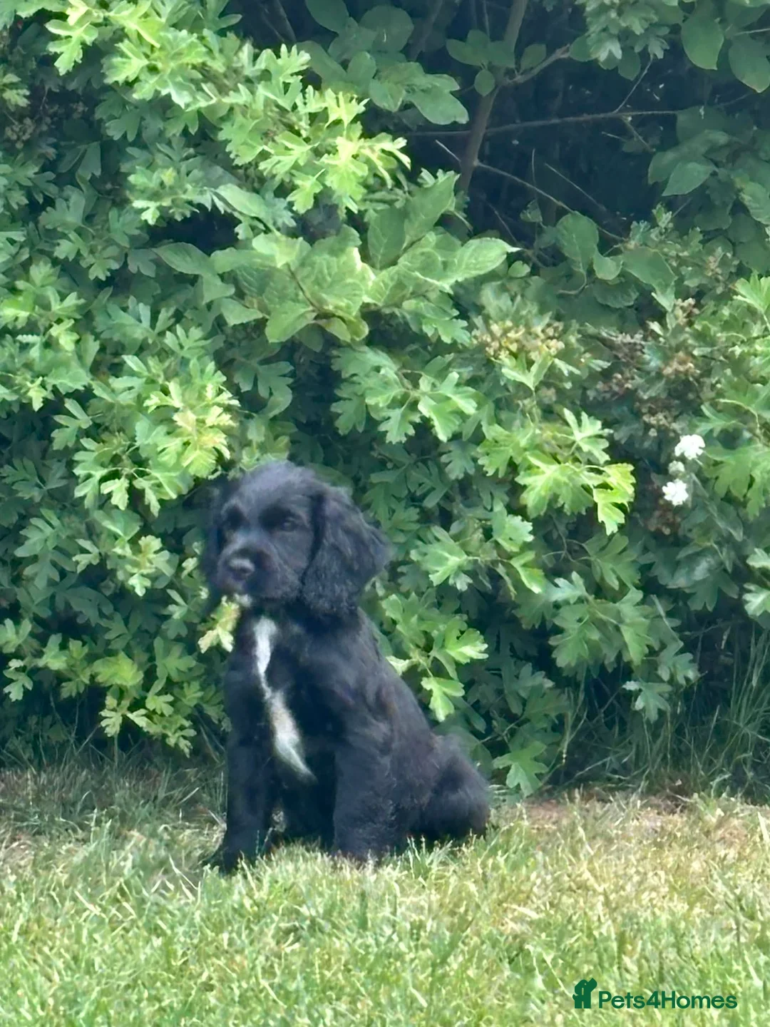 Cocker Spaniel dogs for sale: Strong bold WCS pups Excellent FTCH Pedigree  - Advert 1