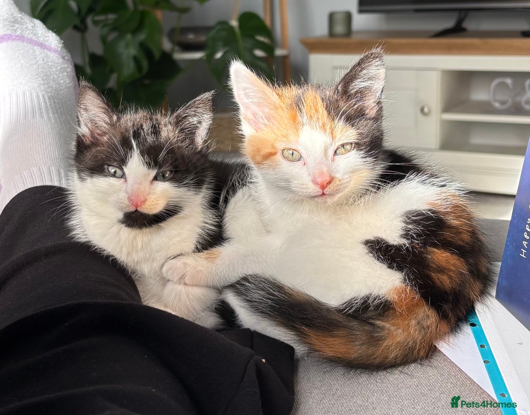 Mixed Breed cats for sale: Male and female kitten to go together as a pair  - Image 4