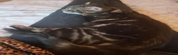 Mixed Breed cats for sale: Looking for a Good home for my Tabby Male Kitten  in Banbury - Advert 2